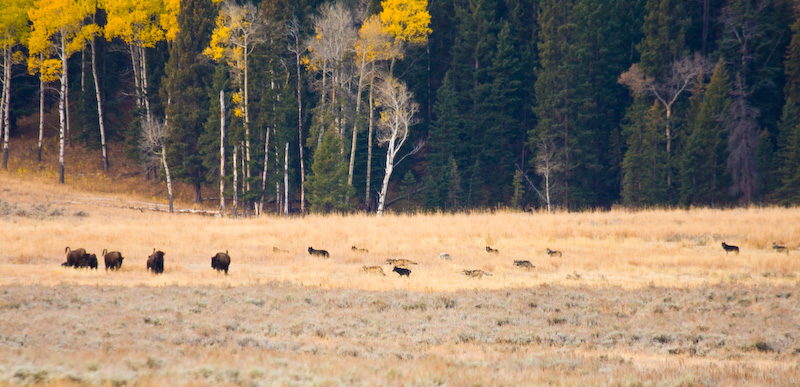 Wolf Pack And Bison